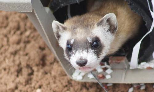 A black footed ferret.
