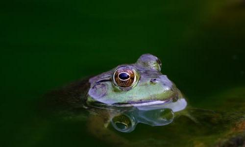 A frog poking its head up above water.