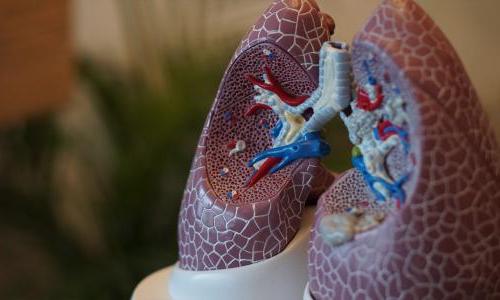 A 3D model of human lungs.